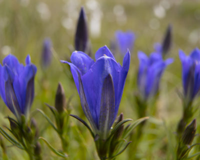 En bild på en blomma, en sk klockgentiana