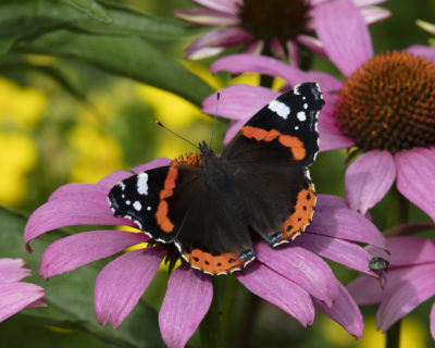 En bild på en amiralfjäril som sitter på en blomma