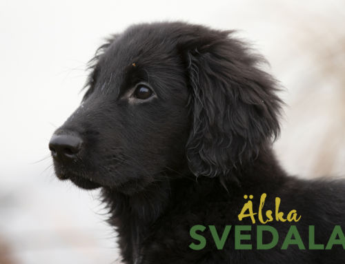 Gott Nytt År!